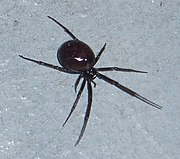 steatoda spider