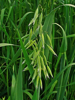 Avena Sativa: Descripción, Propiedaes, Taxonomía