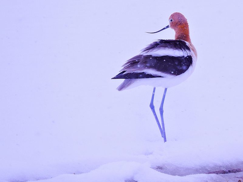 File:Avocet in Snow, April (26128493244).jpg