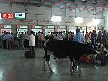 Stray cow at the ticket counters Ayodhya Junction railway station in Uttar Pradesh. Ayodhya Jn.jpg