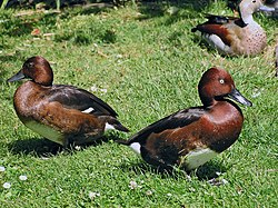 Ruskosotkia (Aythya nyroca)