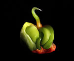 Baby Bell pepper ''Capsicum annuum'' .jpg