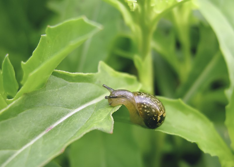 File:Baby Garden Snail (Cornu aspersum).jpg