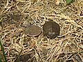 Baby Turtle (14319520804).jpg