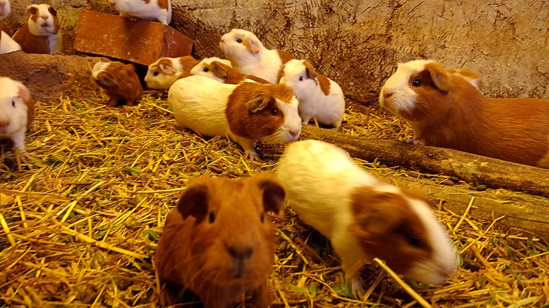 File:Baby guinea pigs in Nuñoa.jpg