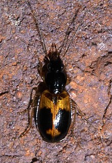 Licinini Tribe of beetles
