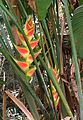 Heliconia wagneriana ou Balisier.