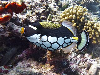 Clown triggerfish species of fish