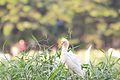Bangau putih ( Cattle egret ).jpg