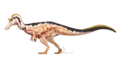 Baryonyx walkeri