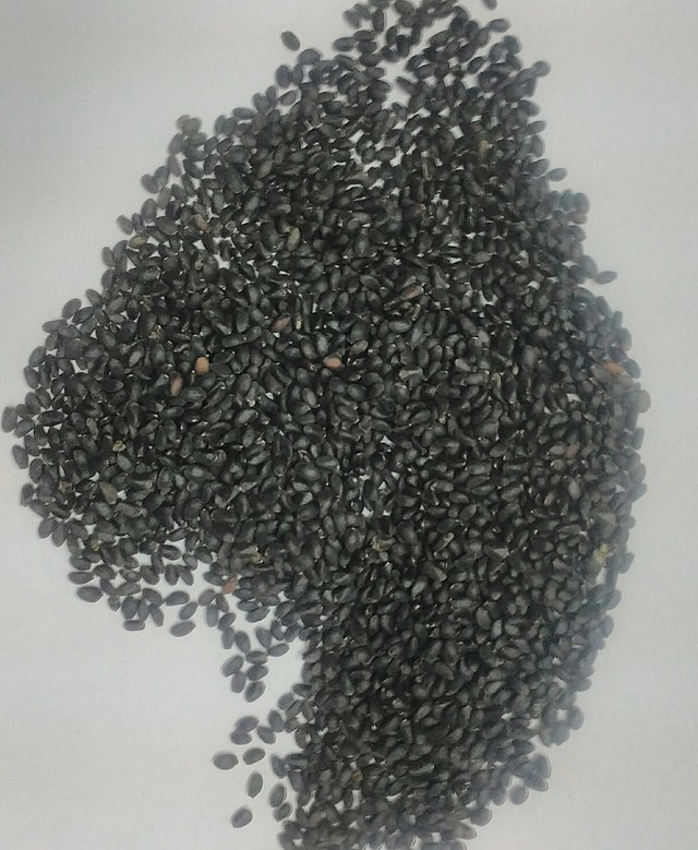 Basil seed Wikipedia