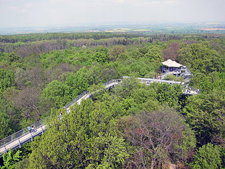 View over the Hainich from the treetop path