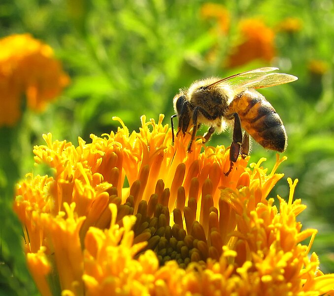 File:Bee 126.JPG