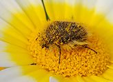 Oxythyrea funesta (Scarabaeidae)