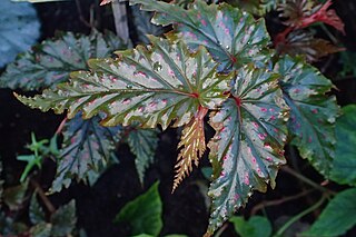 <i>Begonia serratipetala</i> Species of plant in the genus Begonia