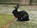 Category:Belgian Hare