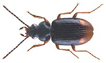 Bembidion (Philochthus) guttula (Fabricius, 1792) (4288324196) .jpg