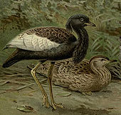 Gruiformes: Caratteristiche, Sistematica, Tassonomia