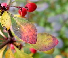 Листья барбариса. Болезни барбариса Тунберга. Berberis thunbergii species. Пятнистость барбариса. Грибковые болезни барбариса.