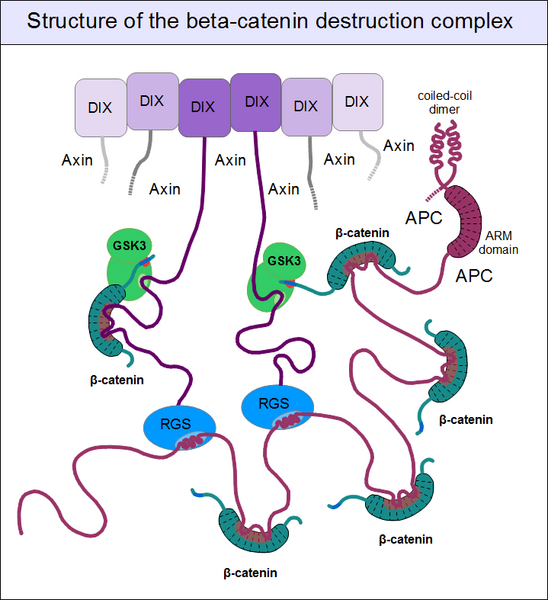 File:Beta-catenin-destruction-complex.png