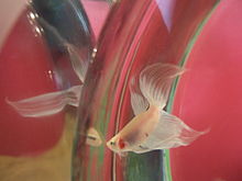 A male attacking and flaring at his reflection in a mirror Betta Fighting Reflection.JPG
