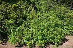 Biltia vaseyi (Rododendron vaseyi) - Arnold Arboretum - DSC06675. 
 JPG
