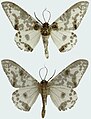 Biston panterinaria exanthemata male upperside and underside.JPG