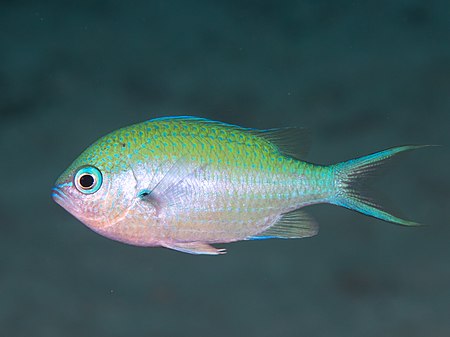 Chromis atripectoralis