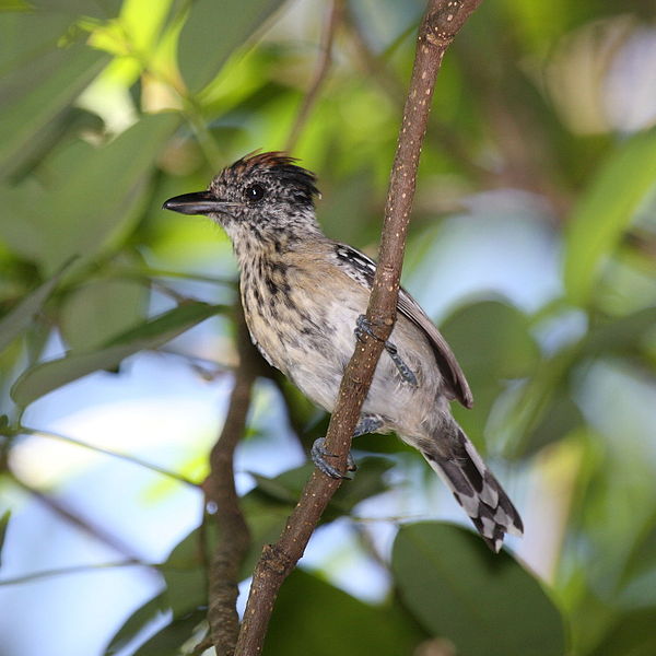 File:Black-crested Antshrike female.jpg