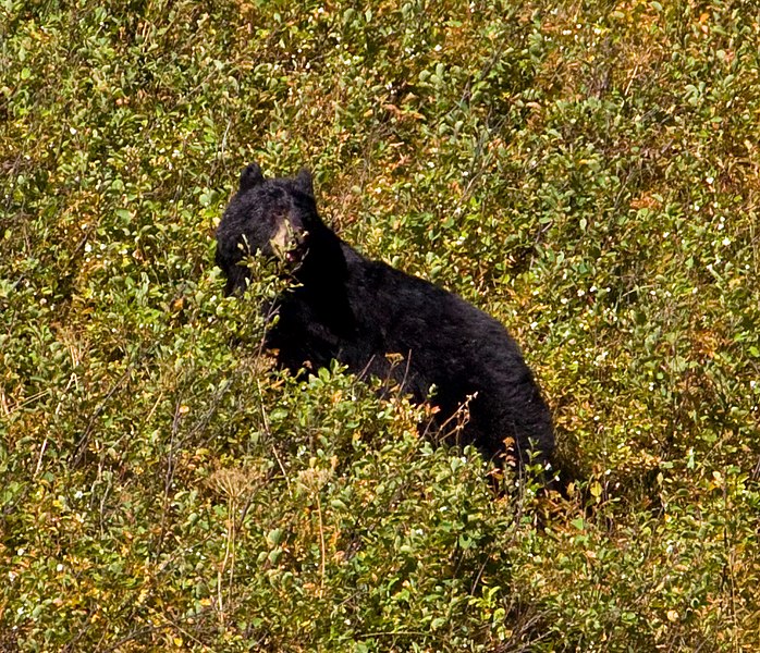 File:Black Bear 2 (8001737562).jpg