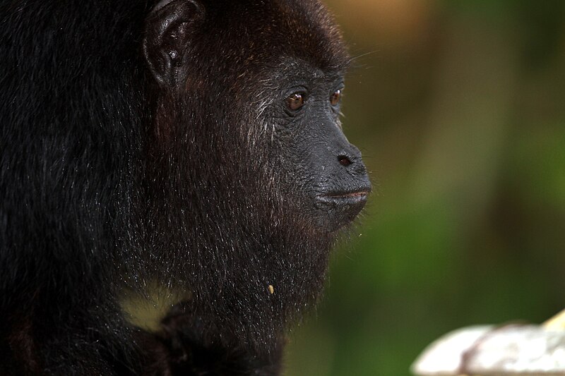 File:Black Howler Monkey - Flickr - GregTheBusker (4).jpg