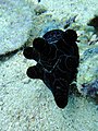 Black Nudibranch.jpg