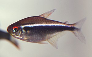 검은네온테트라(Hyphessobrycon herbertaxelrodi)