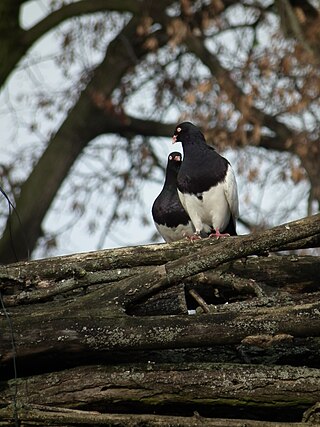 <span class="mw-page-title-main">Old German Magpie Tumbler</span> Breed of pigeon