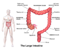 Illustracija debelog crijeva