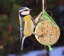 Blue tit, a common woodland bird which easily adapts to parks and gardens Blue tit on feeder.jpg