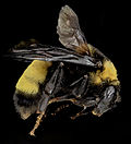 Miniatura para Bombus auricomus