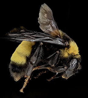 <i>Bombus auricomus</i> species of insect