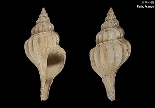 <i>Boreotrophon dabneyi</i> Species of gastropod