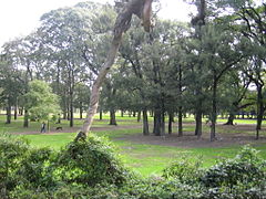 Bosques Palermo.JPG