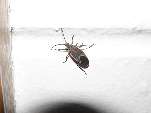 Box elder bug boulder