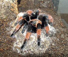 Brachypelma emilia - молодой самец 2.jpg