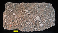 Encrinite from the Brassfield Formation (Silurian) near Fairborn, Ohio.