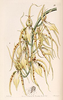 Brassia cochleata (sebagai Brassia lawrenceana) - Edwards vol 27 (NS 4) pl 18 (1841).jpg