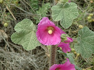 <i>Alcea setosa</i> Species of plant in the family Malvaceae