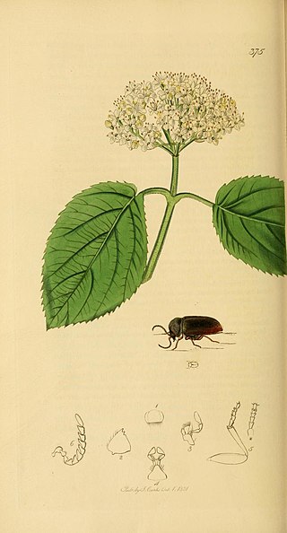 <i>Xyletinus longitarsis</i> Species of beetle