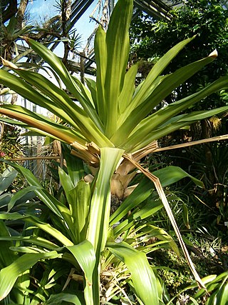 <i>Brocchinia</i> Genus of carnivorous plants