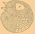 Brockhaus-Efron Experimental Embryology 9.jpg