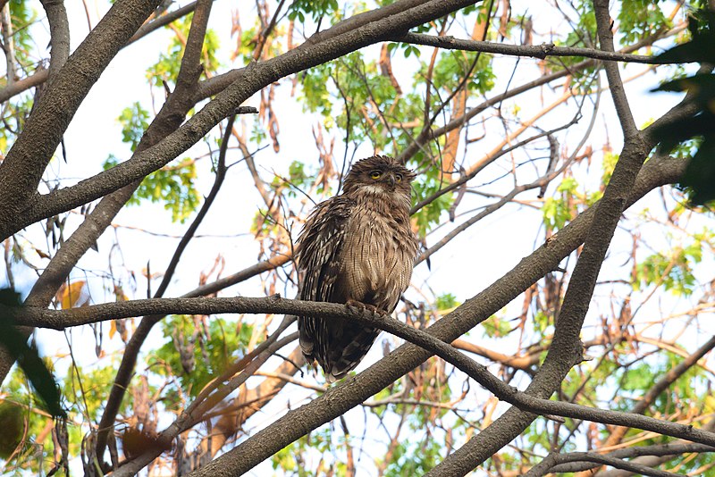 File:Brown Fish Owl pride of Telangana 08.jpg