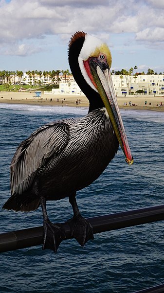 File:Brown Pelican - Huntington Beach, CA.jpg